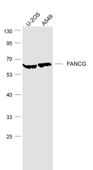 FANCG Rabbit Polyclonal Antibody