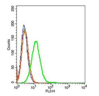 CR2 Rabbit Polyclonal Antibody