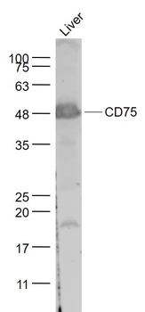 CD75 Rabbit Polyclonal Antibody