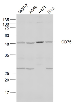 CD75 Rabbit Polyclonal Antibody