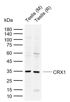 CRX1 Rabbit Polyclonal Antibody