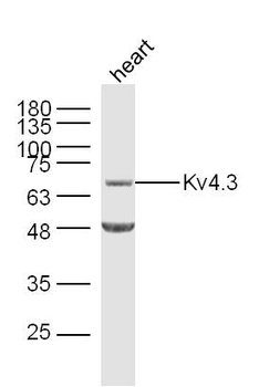 Kv4.3 Rabbit Polyclonal Antibody