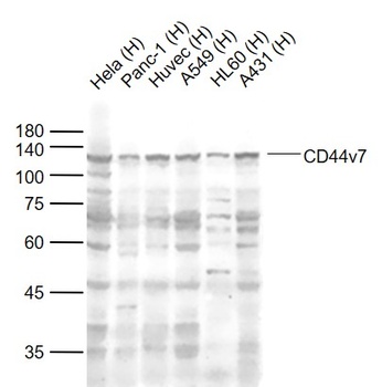 CD44v7 antibody