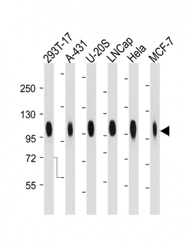 B7-H3/CD276 Mouse Monoclonal Antibody