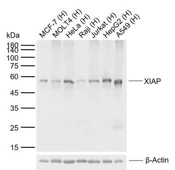 XIAP Mouse Monoclonal Antibody