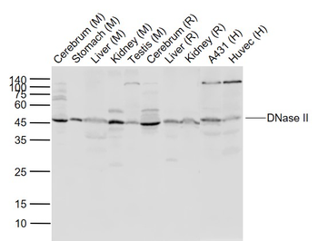 DNase II Rabbit Polyclonal Antibody