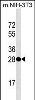 THAP11 Mouse Monoclonal Antibody