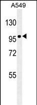 ZEB1 Mouse Monoclonal Antibody