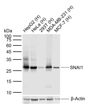 SNAI1 Mouse Monoclonal Antibody