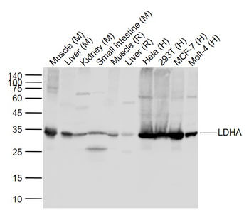 LDHA Rabbit Polyclonal Antibody