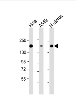 ITGA11 Mouse Monoclonal Antibody