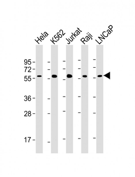 C-MYC Mouse Monoclonal Antibody