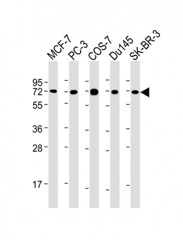 USP2 Mouse Monoclonal Antibody