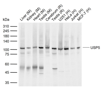 USP5 Mouse Monoclonal Antibody