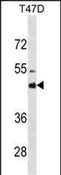 CYP3A4 Mouse Monoclonal Antibody