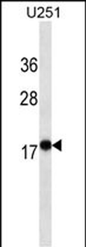 EIF4EBP1 Mouse Monoclonal Antibody