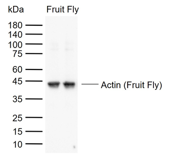 Beta Actin (Fruit Fly) Rabbit Polyclonal Antibody (Loading Control)