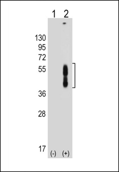 PDCD1LG2 Mouse Monoclonal Antibody