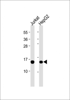 RBX1 Mouse Monoclonal Antibody