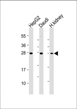 HAVCR2/TIM-3 Mouse Monoclonal Antibody
