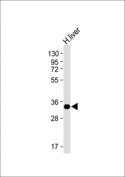 GNMT Mouse Monoclonal Antibody