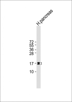 REG3G Mouse Monoclonal Antibody