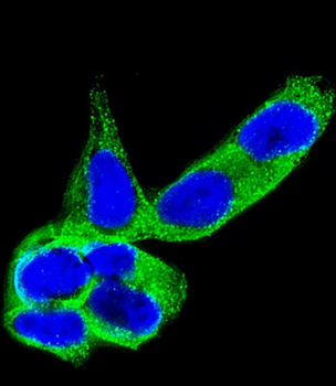 DPYSL5 Mouse Monoclonal Antibody