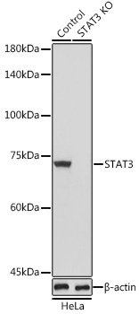 STAT3 antibody