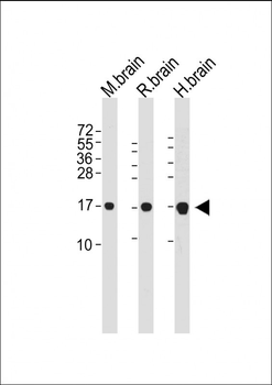 LC3 Mouse Monoclonal Antibody