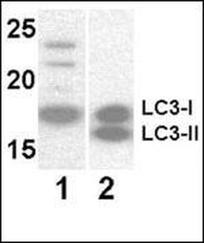 LC3 Mouse Monoclonal Antibody
