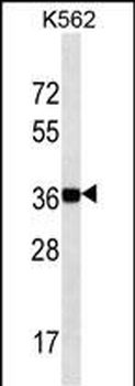 NANOG Mouse Monoclonal Antibody