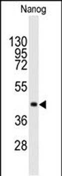 NANOG Mouse Monoclonal Antibody