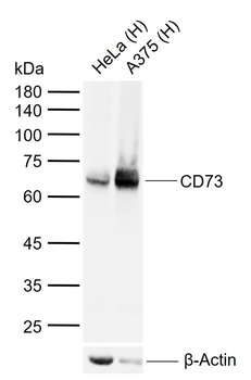 CD73 Mouse Monoclonal Antibody