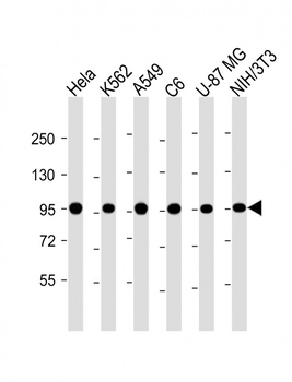 VCP Mouse Monoclonal Antibody