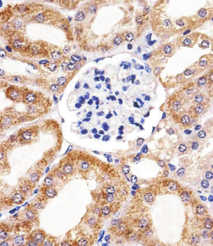 BCL10 Mouse Monoclonal Antibody