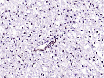 HMGB1 Rabbit Polyclonal Antibody