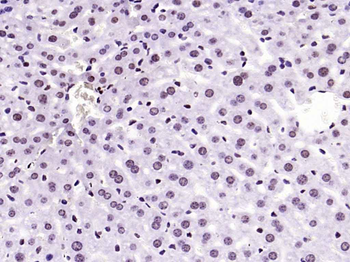 HMGB1 Rabbit Polyclonal Antibody