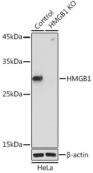 HMGB1 Rabbit Polyclonal Antibody