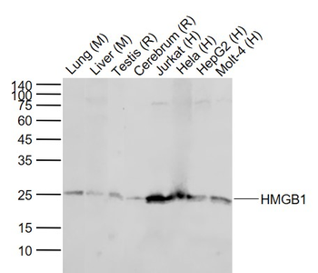 HMGB1 Rabbit Polyclonal Antibody