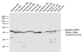 Phospho-GSK3 Alpha + Beta (Tyr279+Tyr216) Rabbit Polyclonal Antibody
