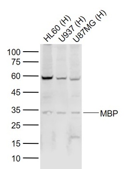 MBP antibody