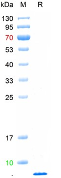 Aβ1-40 Peptide
