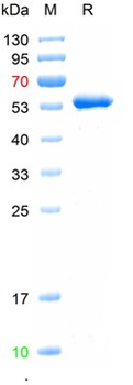Recombinant EGFP protein, GST