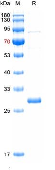 Recombinant GST protein