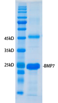 Recombinant human BMP-7 protein, His