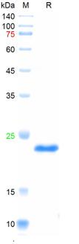 Recombinant human BMP-7 protein, His