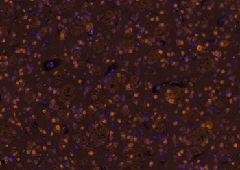 Goat Anti-Rabbit IgG H&L, Cy3 conjugated