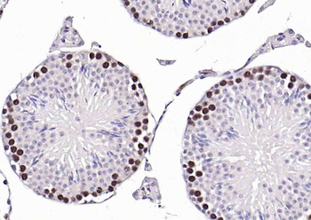 Goat Anti-Mouse IgG H&L, HRP conjugated