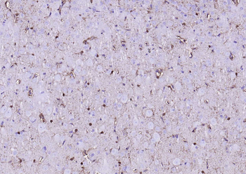 Goat Anti-Mouse IgG H&L, HRP conjugated