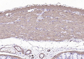 Goat Anti-Mouse IgG H&L, HRP conjugated